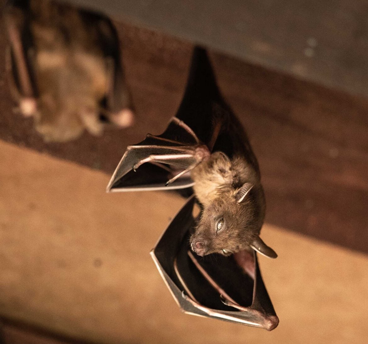Wildlife-Bats in Wildlife-Bats